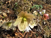 36 Festa di fiori sui sentieri al Monte Zucco - Helleborus niger (Elleboro-Rosa di Natale)